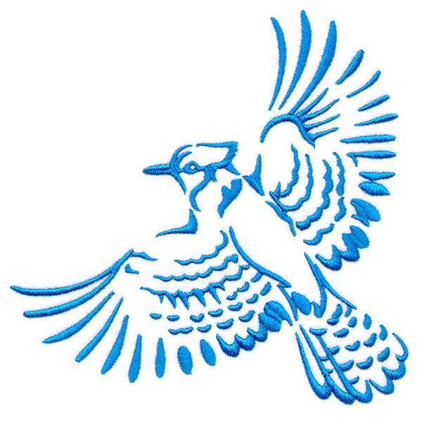 Soaring Blue Jay in Flight