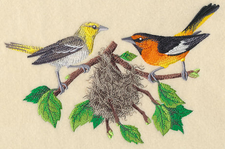 Bullock's Orioles and Nest