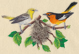 Bullock's Orioles and Nest