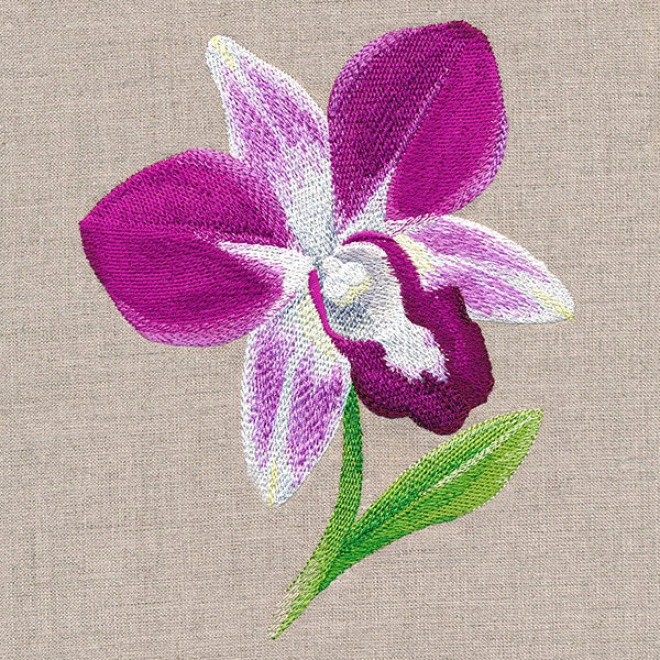 Sweet Purple Orchid
