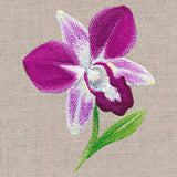 Sweet Purple Orchid