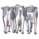 Cow Trio - Back