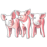 Pig Trio - Front
