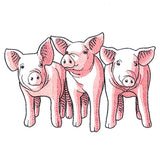 Pig Trio - Front