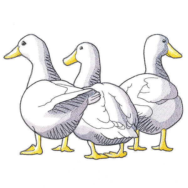 Duck Trio - Back