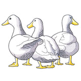 Duck Trio - Back