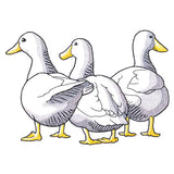 Duck Trio - Back