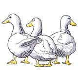 Duck Trio - Back