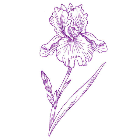 Blossoming Iris Etching