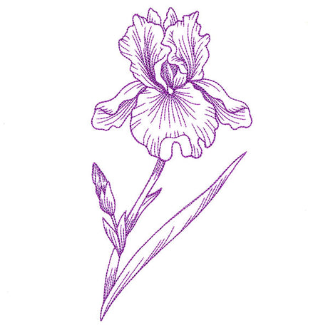 Blossoming Iris Etching