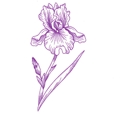 Blossoming Iris Etching