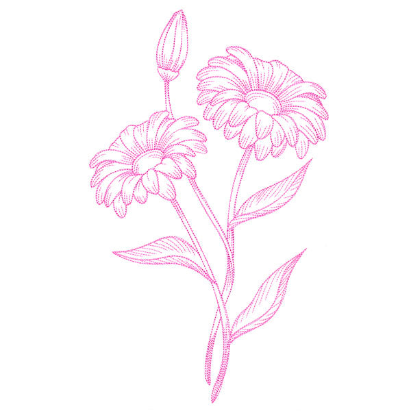 Budding Daisies Etching