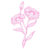 Budding Daisies Etching