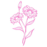 Budding Daisies Etching