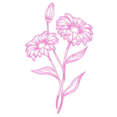 Budding Daisies Etching