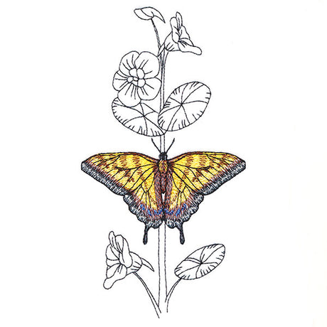 Simple Nasturtium and Tiger Swallowtail