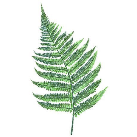 Simple Fern