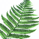 Simple Fern