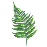 Simple Fern