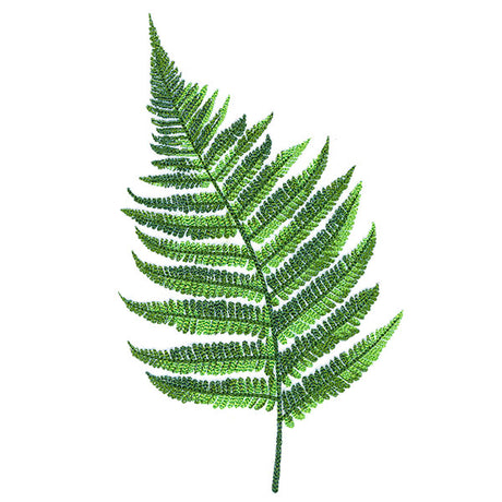 Simple Fern