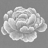 Elegance in Bloom Peony