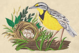 Eastern Meadowlark and Nest