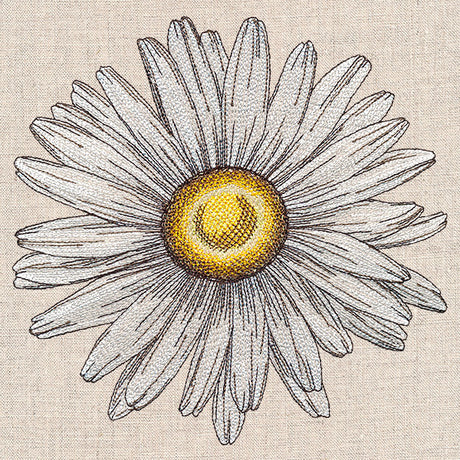 Shining Daisy