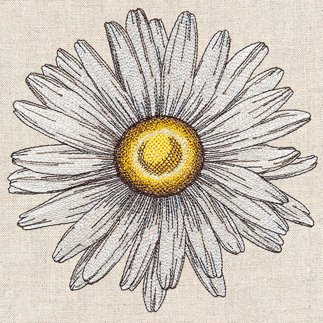 Shining Daisy