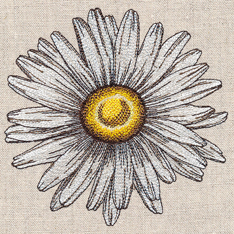 Shining Daisy