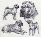 Sharpei Sketch