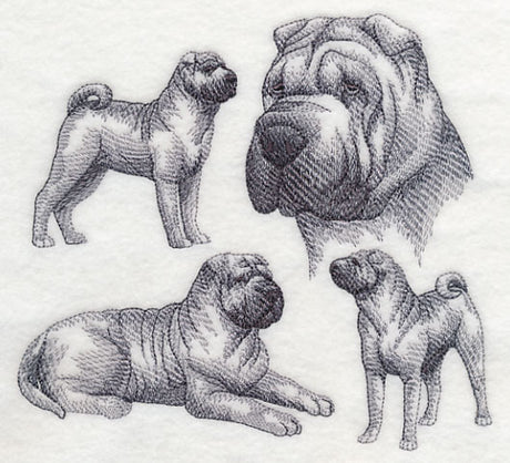 Sharpei Sketch