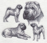 Sharpei Sketch