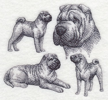 Sharpei Sketch