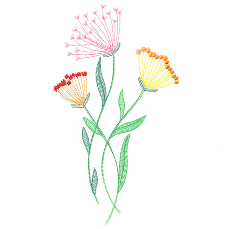 Texture & Bloom - Queen Anne's Lace