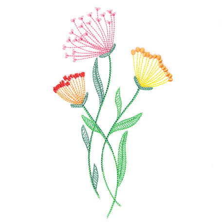 Texture & Bloom - Queen Anne's Lace