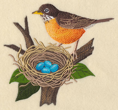Robin and Nest