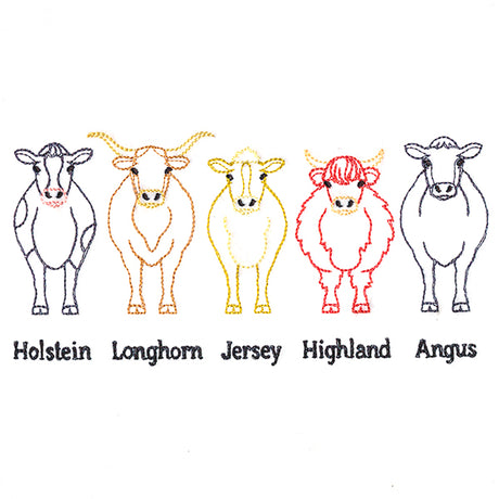 Cattle Breeds Border