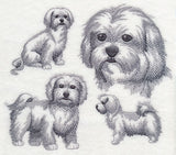 Maltese Sketch