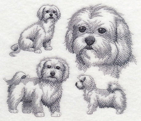 Maltese Sketch