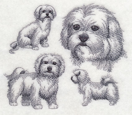 Maltese Sketch