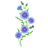 Classic Cornflower Spray