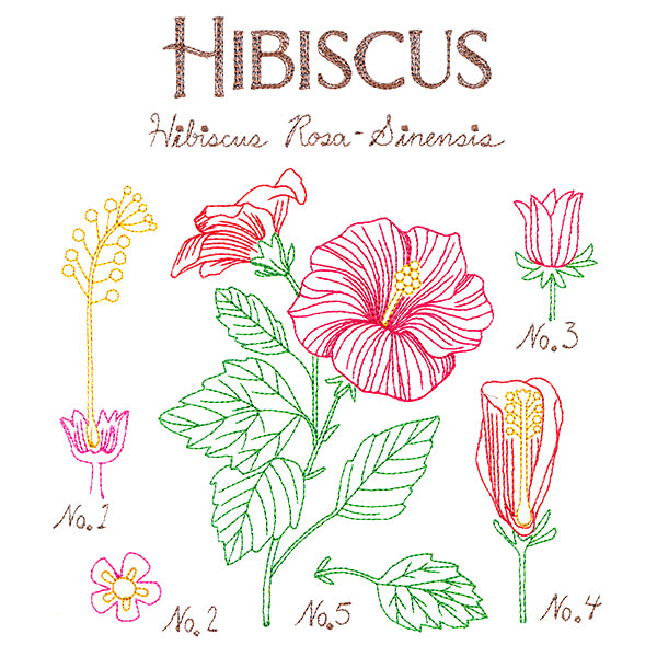 Botanical Illustrations - Hibiscus