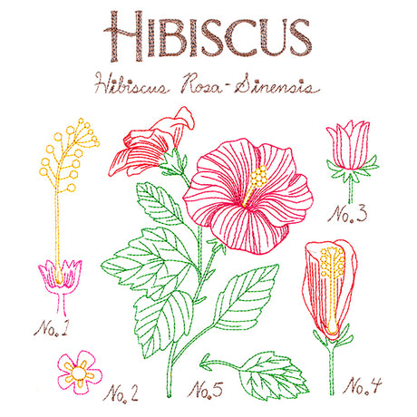 Botanical Illustrations - Hibiscus