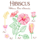 Botanical Illustrations - Hibiscus