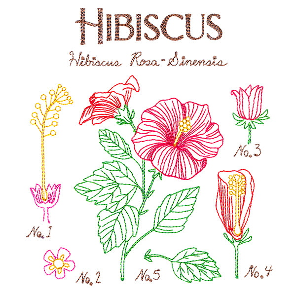 Botanical Illustrations - Hibiscus