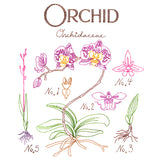 Botanical Illustrations - Orchid