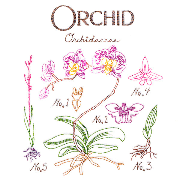Botanical Illustrations - Orchid