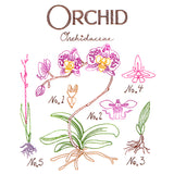 Botanical Illustrations - Orchid