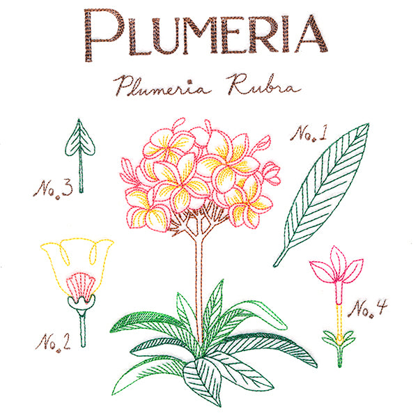 Botanical Illustrations - Plumeria