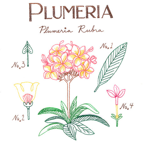 Botanical Illustrations - Plumeria